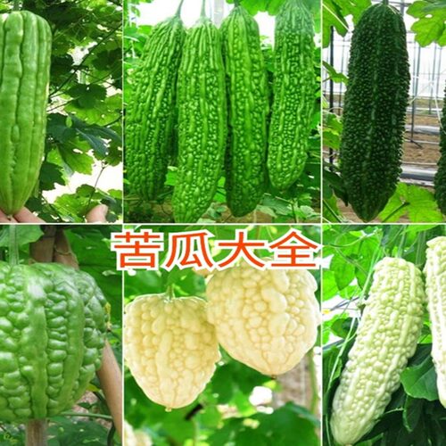 青皮大肉苦瓜籽大全阳台盆栽四季