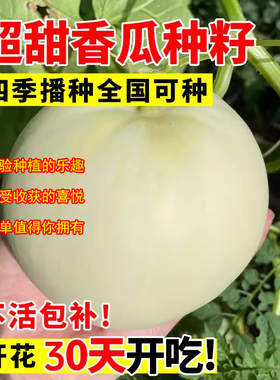 日本甜宝甜瓜种子薄皮香瓜种籽四季播种庭院盆栽农家瓜果蔬菜种子