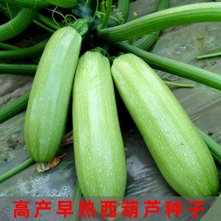 西葫芦种子绿皮西葫芦种孑菜葫芦籽耐热抗病春秋季 四季 种子瓜种籽