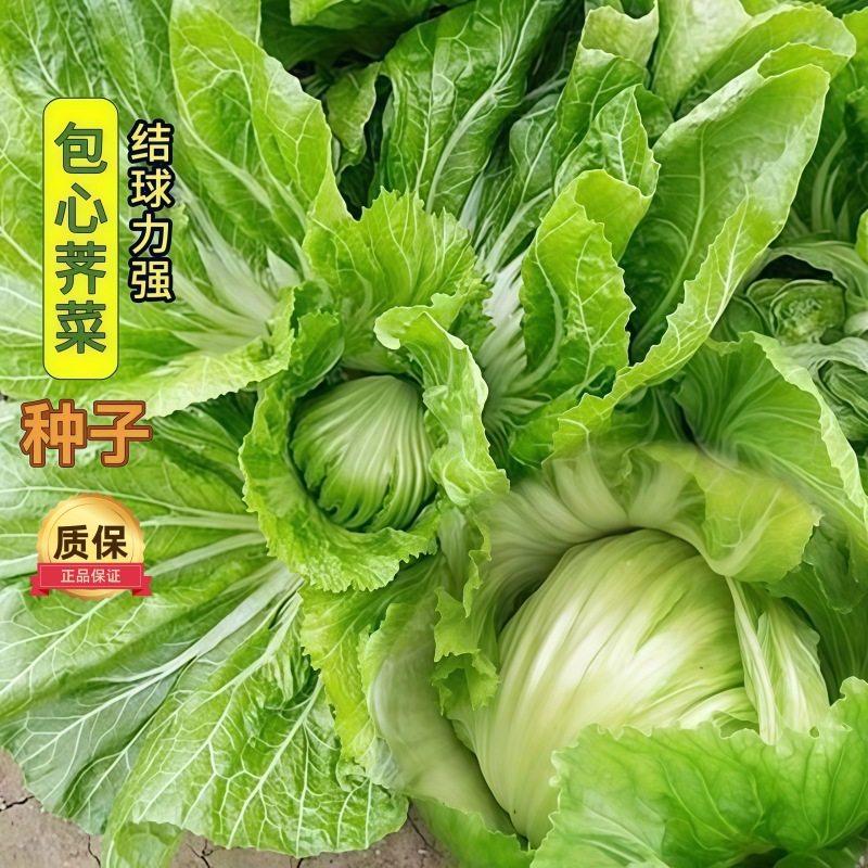 正宗大肉包心芥菜种子客家腌制酸菜泡菜四季蔬菜种籽新鲜结球芥菜,鲜花速递/花卉仿真/绿植园艺,家庭园艺种子,淘宝优惠券,粉丝福利购,淘宝优惠卷