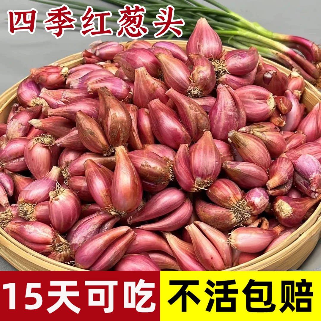 云南小香葱红葱头带芽盆栽火葱黄葱好养葱苗榨葱油干葱头种植专用