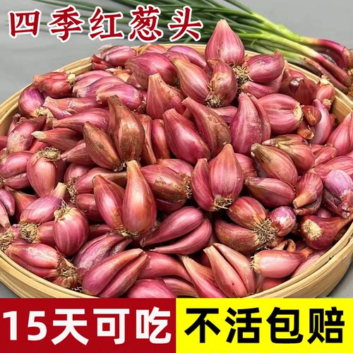 正宗红葱头种广东直发