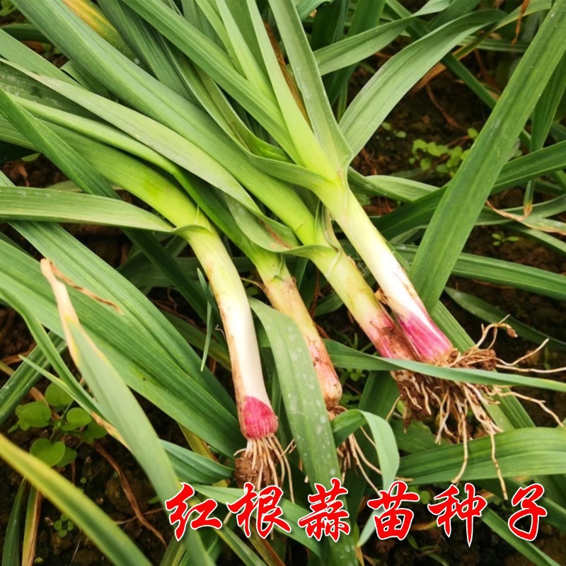 蒜苗种子四季宽叶多茬采收