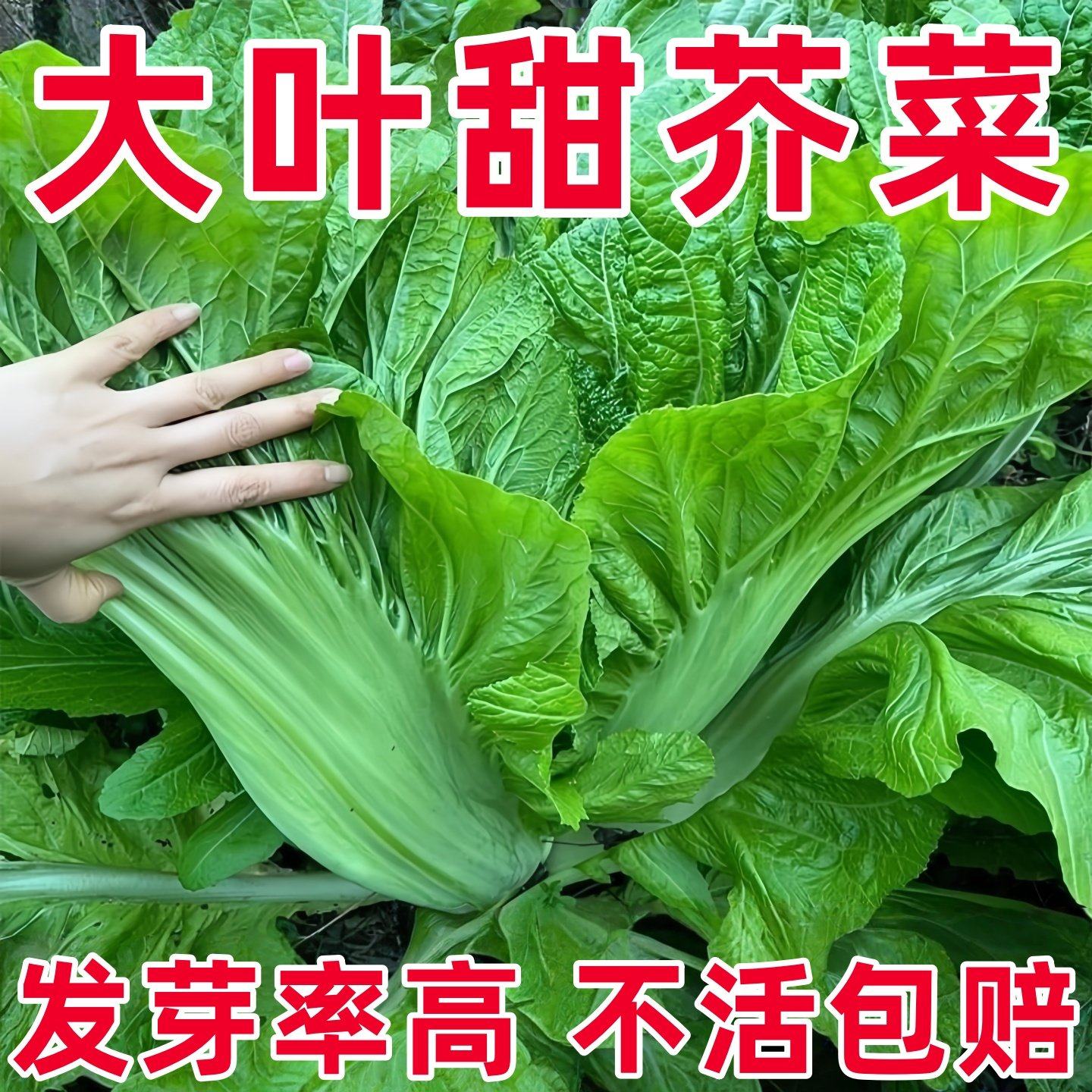 宽帮青菜种子春季秋冬季四川盖菜大叶宽梆芥菜种籽腌泡菜酸菜种孑,鲜花速递/花卉仿真/绿植园艺,家庭园艺种子,淘宝优惠券,粉丝福利购,淘宝优惠卷
