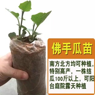 高产佛手瓜种苗春季夏季种植佛手瓜苗阳台庭院田园易种植佛手瓜芽