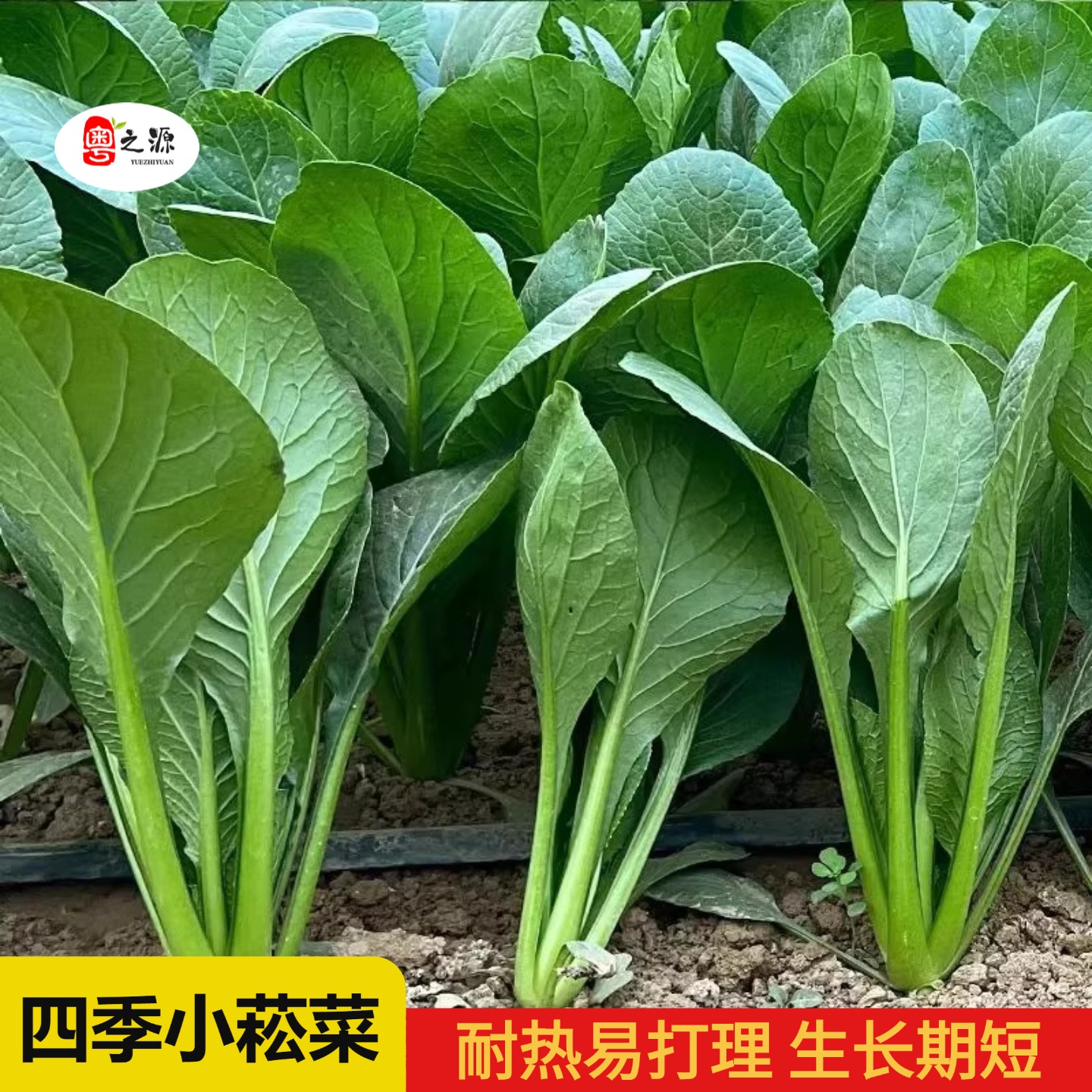20天快长耐高温青菜小菘菜种子