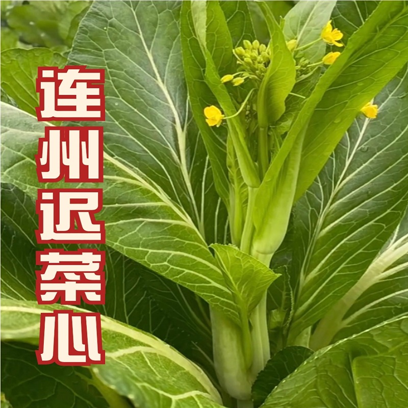 连州菜心种子好吃好甜多茬采收