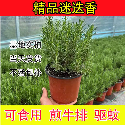 迷迭香苗盆栽薄荷苗四季种植食用