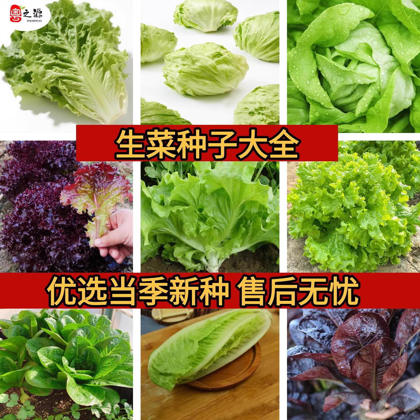 生菜种子罗马奶油意大利生菜王紫叶四季盆栽阳台蔬菜籽秋冬季大全,鲜花速递/花卉仿真/绿植园艺,家庭园艺种子,淘宝优惠券,粉丝福利购,淘宝优惠卷