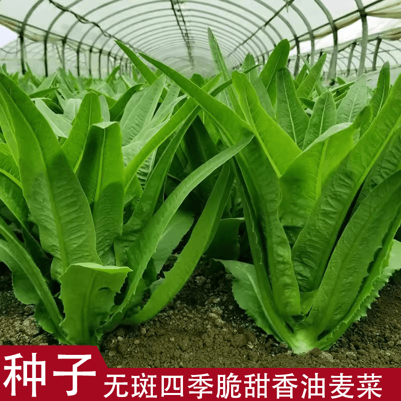 【香油麦菜种子】四季无斑甜脆油麦菜种子季节种植甜油麦菜种籽