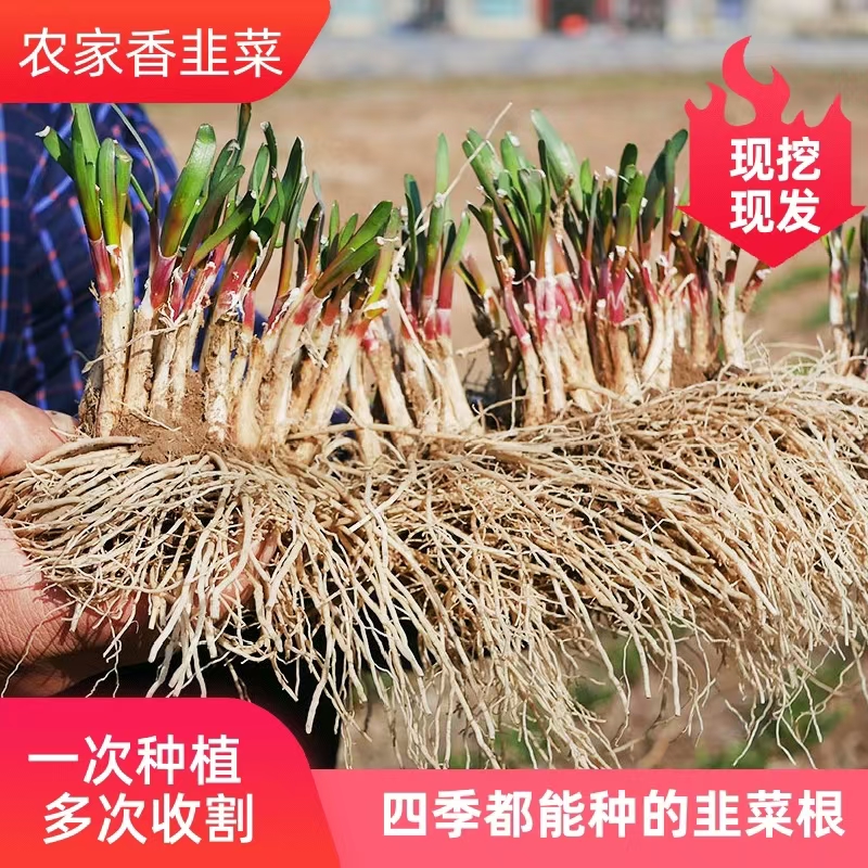 正宗农家紫根韭菜苗四季可种植