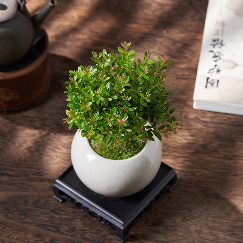 小叶赤楠盆栽室内客厅绿植花卉办C公室桌面摆件植物好养活老桩树