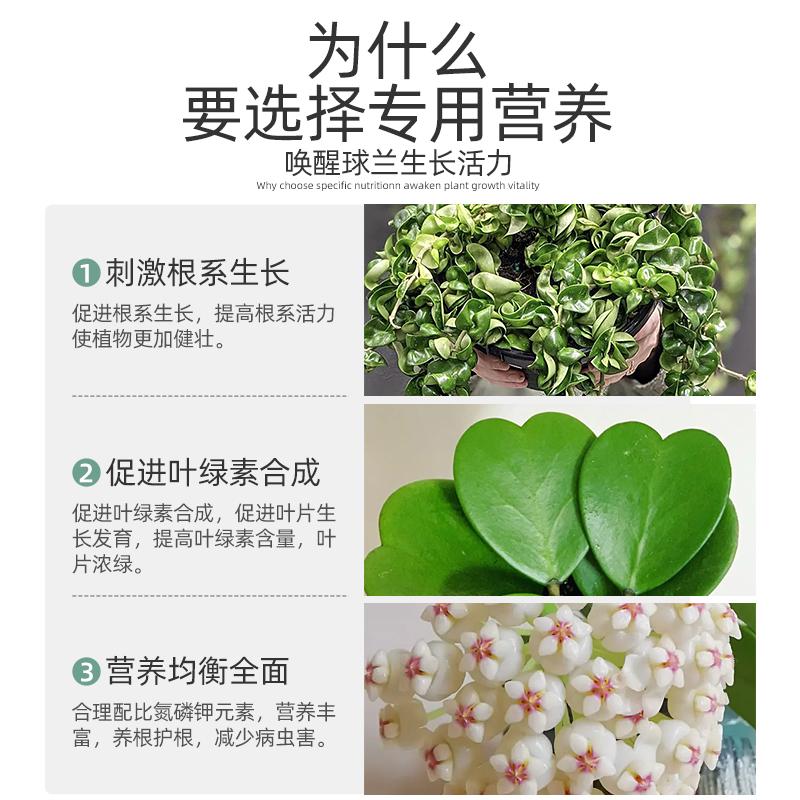 极速球兰肥料球j兰专用肥球兰花肥盆栽银斑球兰营养液心叶球兰肥