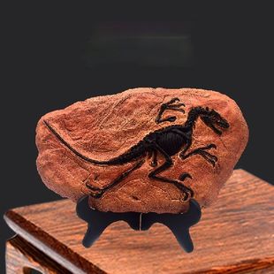 Figurines Fossil for Desk Table 极速Resin Office Dinosaumr
