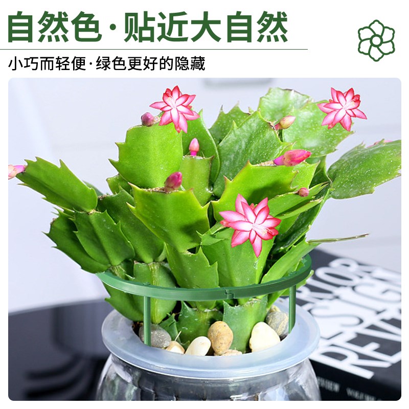 极速蟹爪兰支架植物防倒伏支架杆C加粗多层设计造型固定支架爬藤