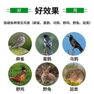 极速驱鸟剂保果药阳台果园林农田B专用防鸟赶鸟户外防麻雀工具鸟