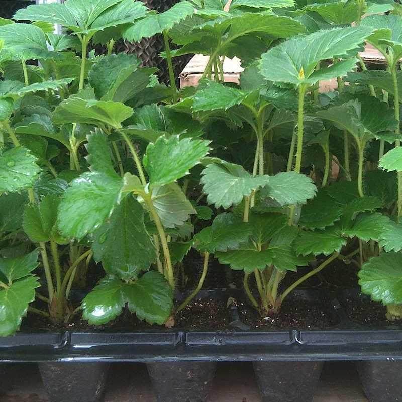 极速。草莓苗f盆栽四季穴盘苗脱毒食用红颜奶油室内阳台种植结果
