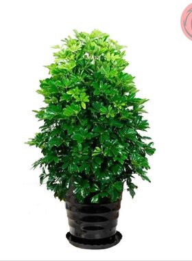 极速Bonsai plants indoor four seasons evergreenR real flower