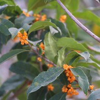 速發(fā)【嘉瑞】花園小喬木 濃香桂花 丹桂 盆栽苗