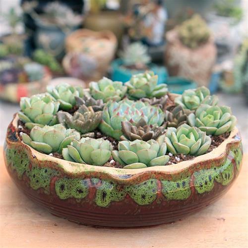 极速多肉花f盆大口径特价特大号简约家用窑变花盆陶瓷大号拼盘