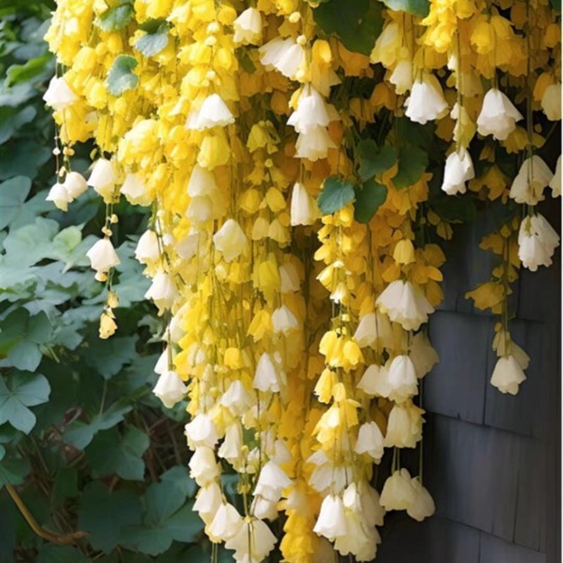 极速璎珞垂丝海棠花苗爬藤植物浓香驱蚊易活N好养多年生阳台庭院