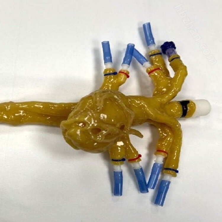 冠状动脉模体