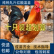 纯种半大九斤公鸡活苗一斤大红公鸡红玉380阉鸡k9小鸡活苗1斤幼苗