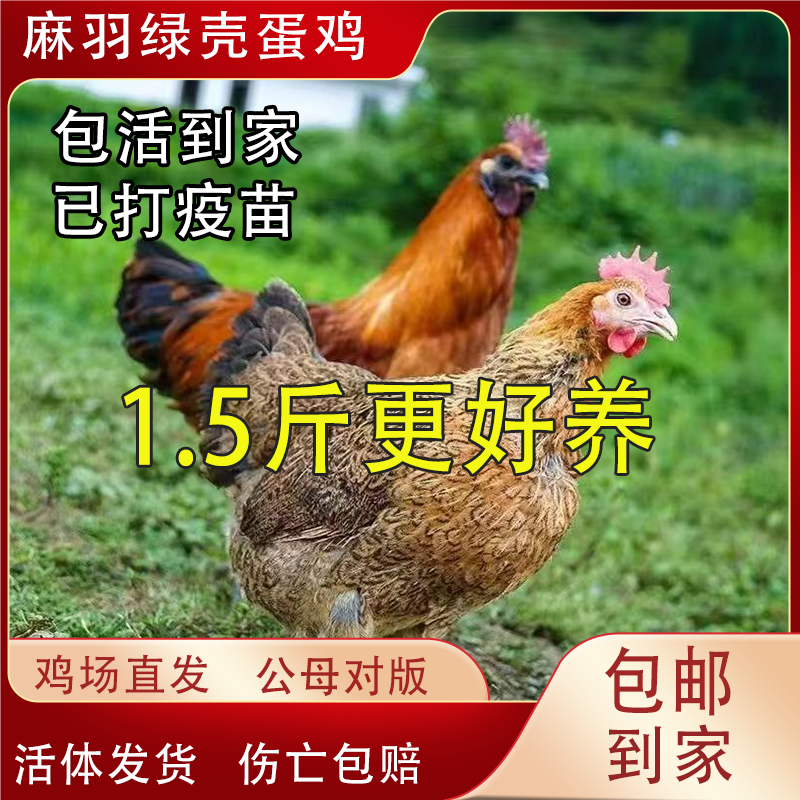 纯种1.5斤麻羽鸡活苗脱温绿壳蛋鸡活苗土鸡小鸡活苗半大活体柴鸡