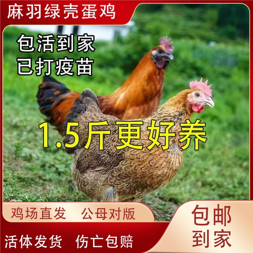 纯种1.5斤麻羽鸡活苗脱温绿壳蛋鸡活苗土鸡小鸡活苗半大活体柴鸡