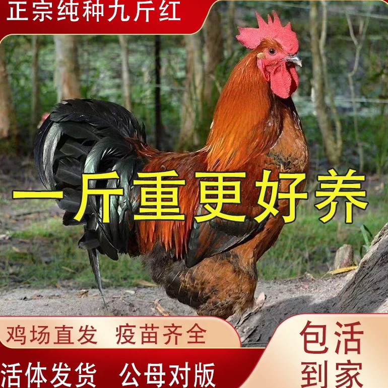 正宗九斤红大公鸡红玉380阉鸡
