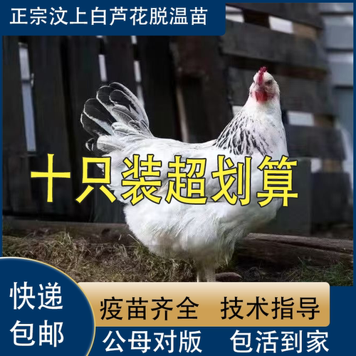 纯种1.5斤白芦花鸡活苗小鸡活苗绿壳蛋鸡活苗稻花鸡活体鹊山鸡苗