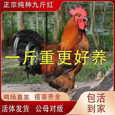 正宗九斤红大公鸡红玉380阉鸡