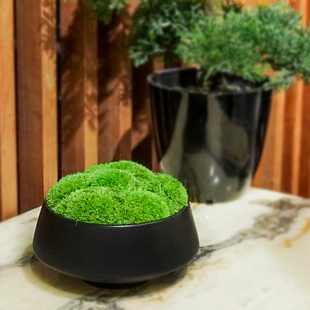 植物永生苔藓盆景仿真微景观盆栽青苔样板间售楼部绿苔藓装饰摆件