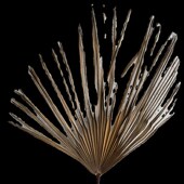 棕榈叶干树枝家居装 饰蒲葵叶棕树叶干花造景婚庆道具拍摄5片