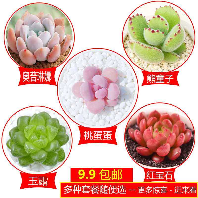 新手十颗随机多肉含盆套装植物盆栽花卉多肉稀有品种组合盆栽肉肉,工业油品/胶粘/化学/实验室用品,实验室漏斗,淘宝优惠券,粉丝福利购,淘宝优惠卷