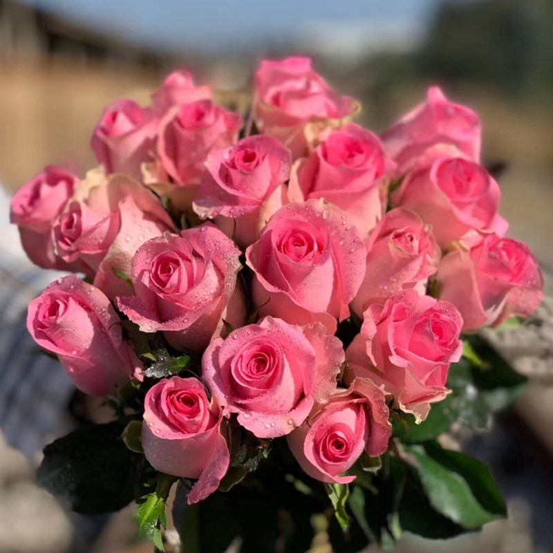 10颗玫瑰花苗四季种易活大马士革食用开花盆栽特大花月季扦插小苗,工业油品/胶粘/化学/实验室用品,实验室漏斗,淘宝优惠券,粉丝福利购,淘宝优惠卷