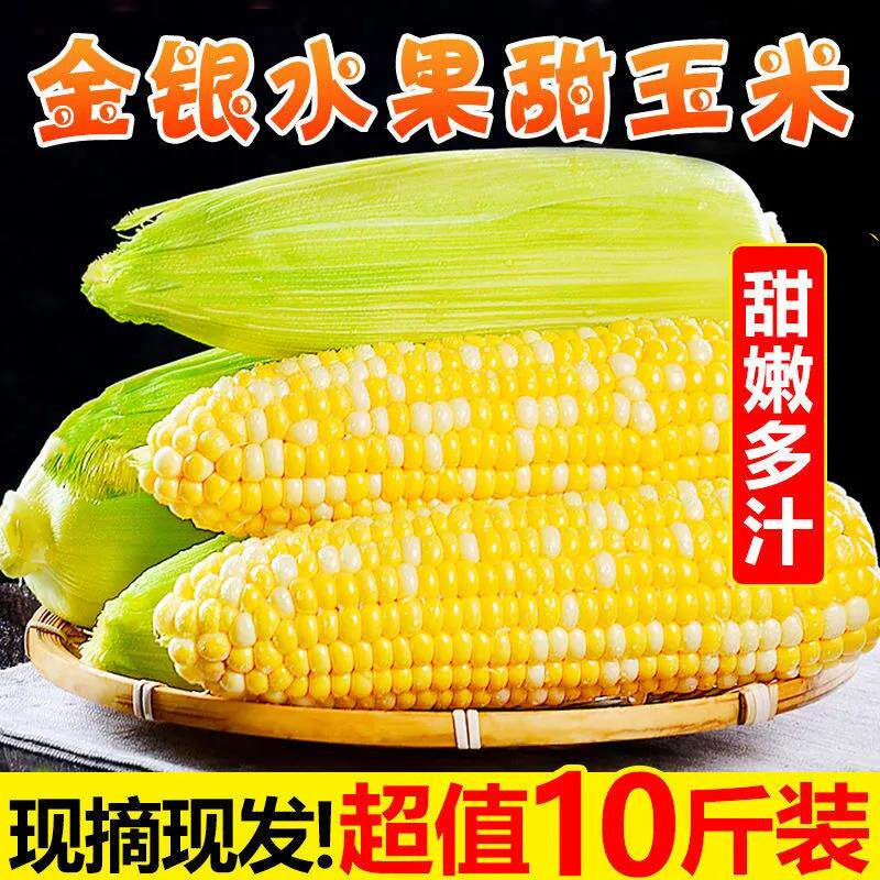 现摘云南金银水果玉米脆甜9斤新鲜玉米棒农家甜玉米生吃苞谷带皮9
