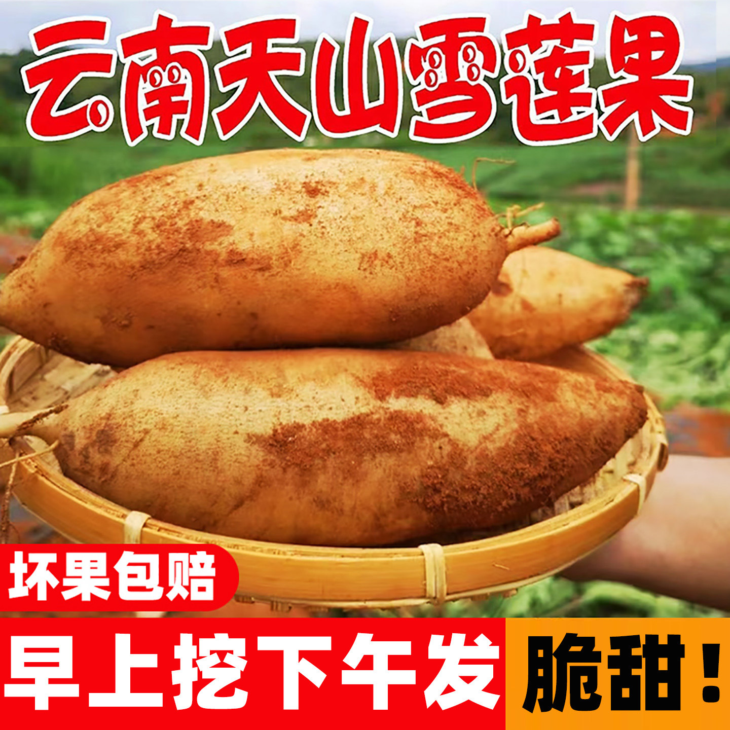 新鲜现挖天山雪莲果9斤新鲜水果应当季云南雪连果黄心特整箱包邮3