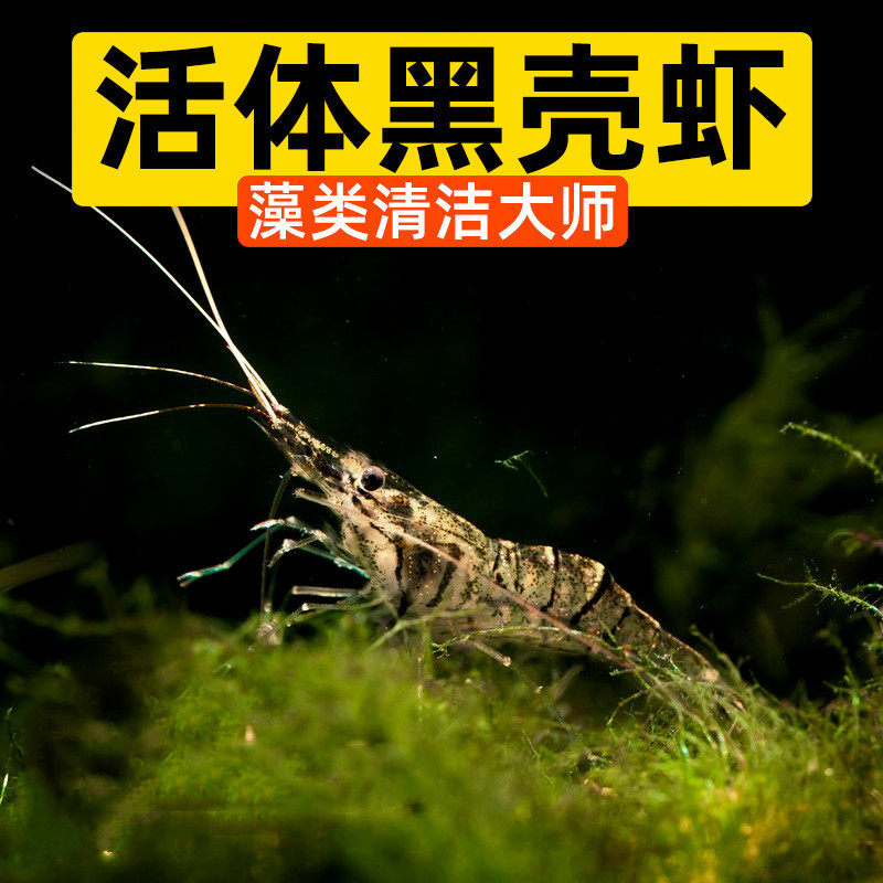 速发草缸除藻虾黑壳虾鱼缸杂质清洁淡水具赏族水虾箱水草缸工观虾