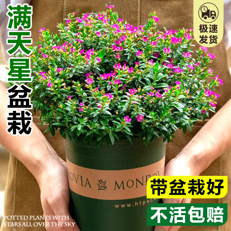 速发满天星盆栽花内客厅台带室苞四大开花不断季颗花卉植物花镜植