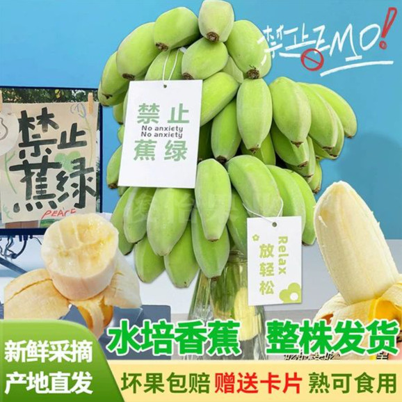 速发禁止蕉绿香蕉可食用整串带办杆鲜蕉水培真芭蕉新公室观赏绿植