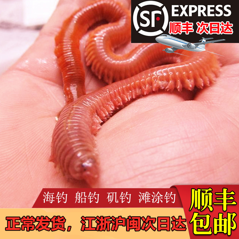 速发 沙蚕活活饵包邮 红虫青虫海蜈蚣海蚯蚓海钓鲈路包活