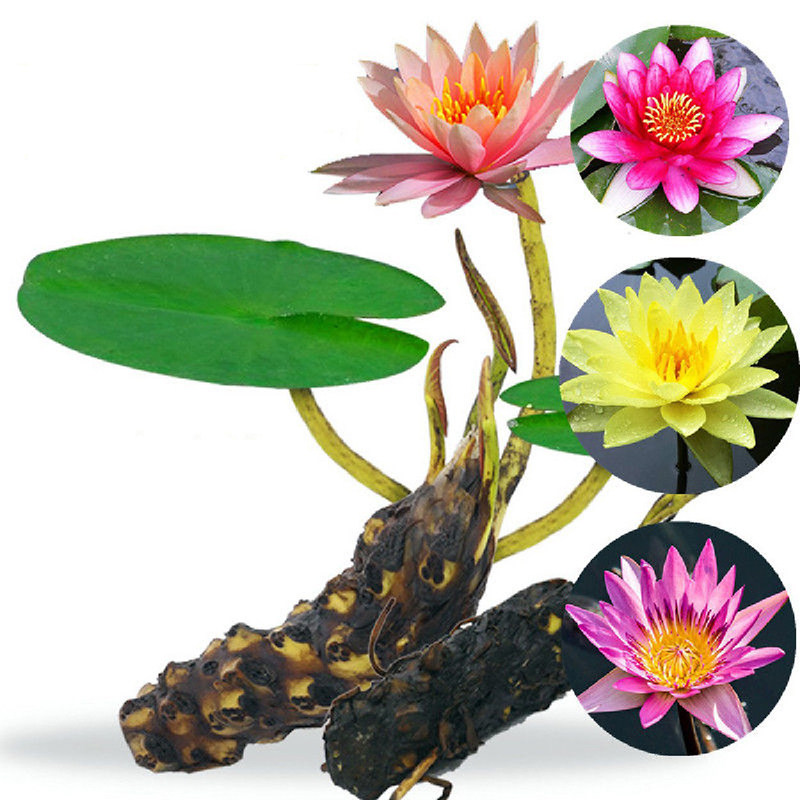 速发院塘睡莲花鱼缸睡莲根块带芽小季盆栽水培植物庭池大四睡莲花