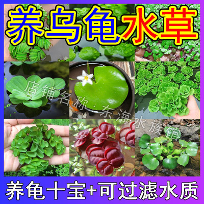 乌龟缸水草造景水生植物生态鱼缸水葫芦水芙蓉龙眼叶浮萍养龟四宝