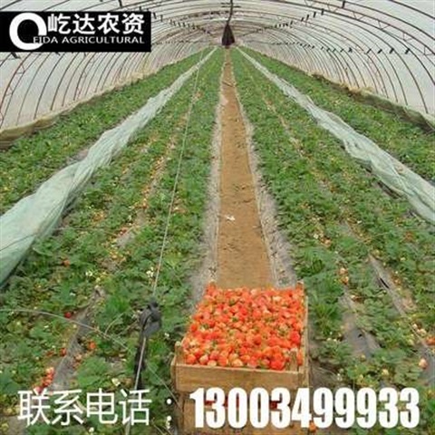 速发果园黑色地膜装修保护膜s塑色薄膜农用白料除银膜反光膜双色