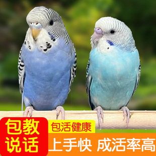 速发小鹉活鸟虎皮一对鹦鸟类大全活物养手会学说话幼鸟好养活