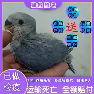 速发牡丹幼鹉珍鸟手养亲人会说话黄绿桃玄凤虎皮黄化鹦珠派特鹦鹉