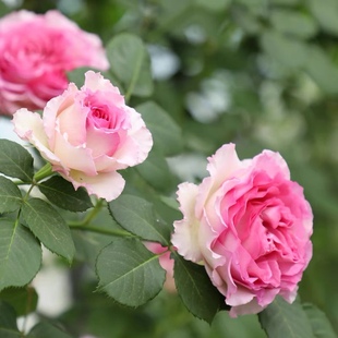 速发无刺爬藤蔷花大浓香特花薇四季开花藤本月季罗衣庭院台花墙拱