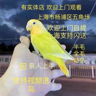 速发上海幼鸟鸟牡人亲丹鹦鹉面类养手纯包纯鹦鹉爱情鸟包养活半毛