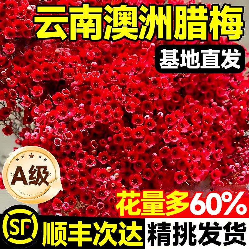 速发澳洲梅腊干切水培鲜枝云南基地直发真花银柳鲜花年宵花卉客厅